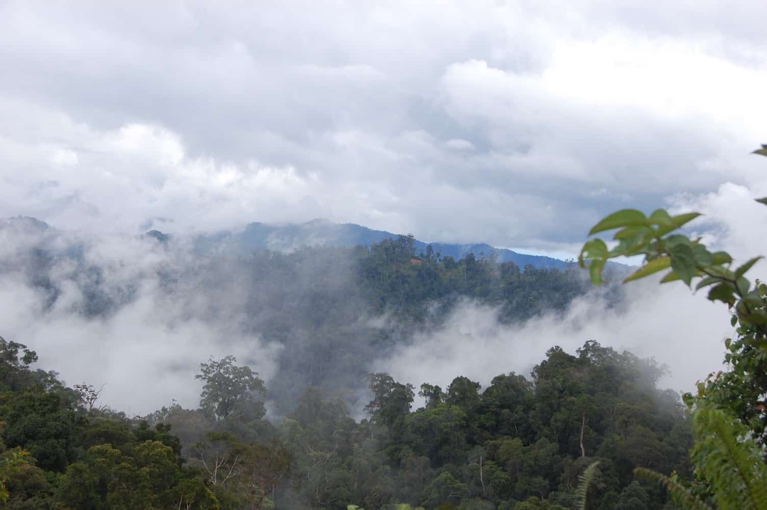 rainforest Borneo
